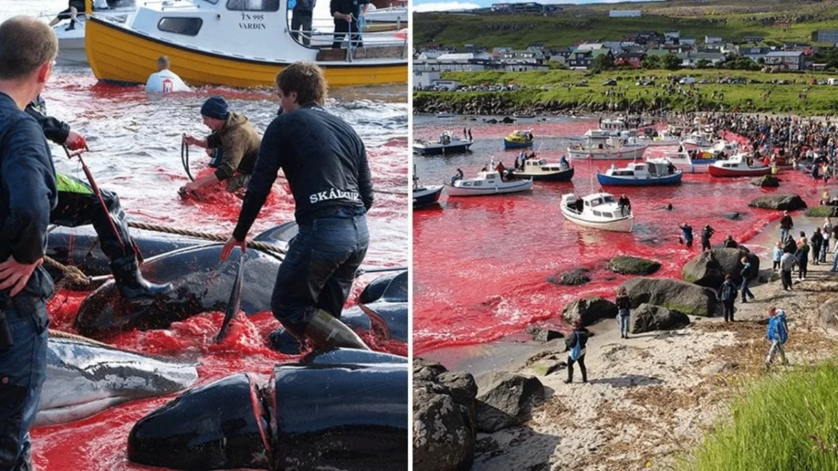 Отново кървав лов на китове на Фарьорските острови