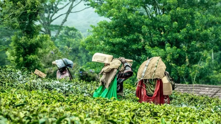 "Въстанието започна": работниците на плантациите в Кения чупят роботите-берачи на чай