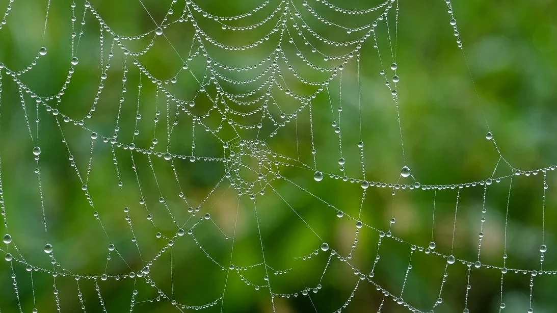 Как паяците предат коприна?