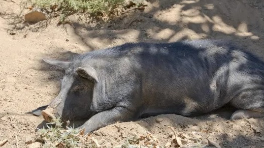 В Австралия диво прасе открадна 18 кенчета бира, напи се и започна да се бие с крава