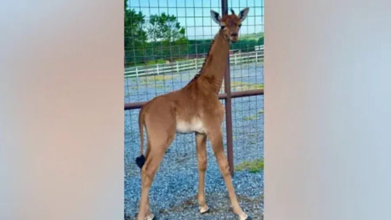 В САЩ се роди жираф без петна