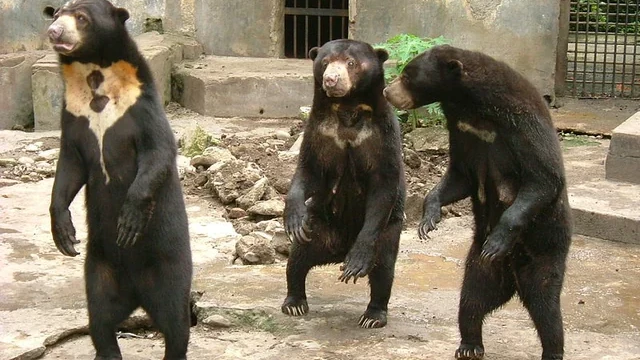 Заподозряха китайски зоопарк, че показва хора, маскирани като мечки