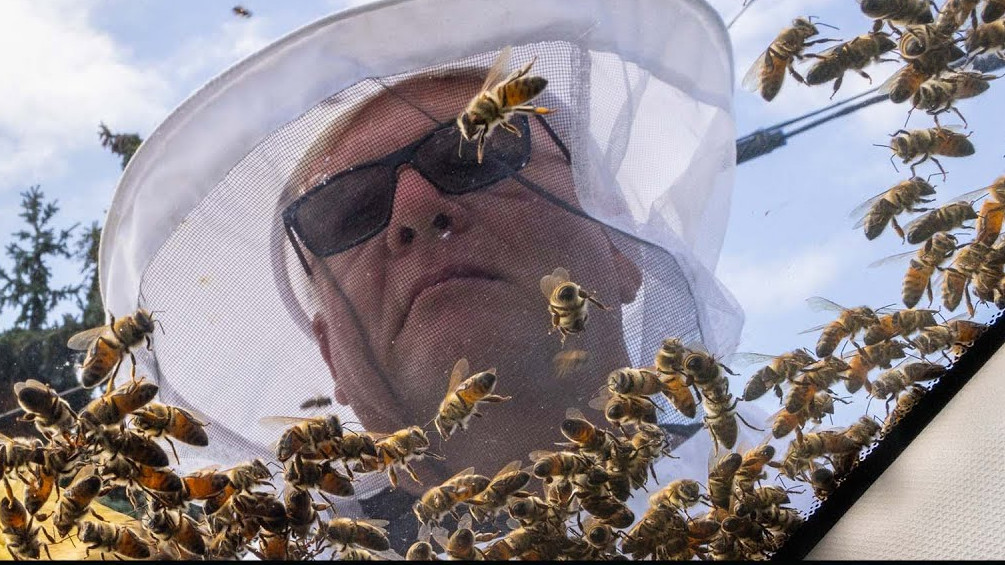 Вдигнаха по тревога пчелари в Канада, за да заловят 5 милиона избягали пчели