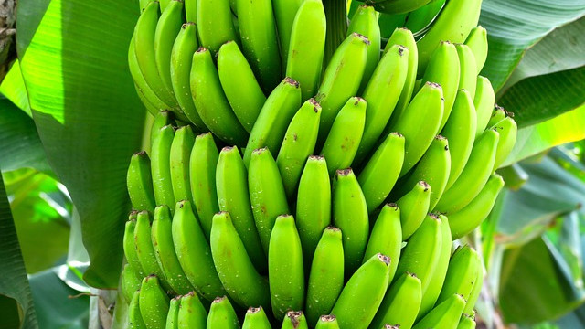 Казахстан започна да отглежда банани в промишлен мащаб