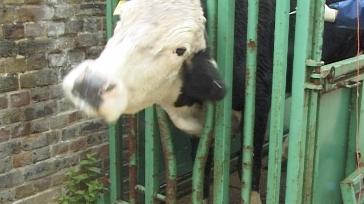 Луда крава може би се завръща, предупреждават ветеринарните власти по света