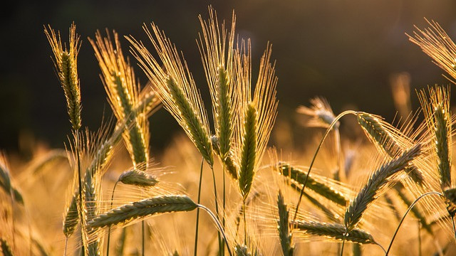 Европейската комисия не удължи забраната за износ на украинско зърно за ЕС