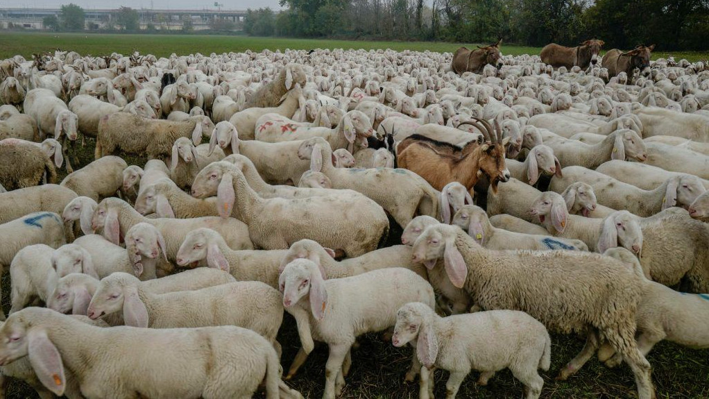 Сардиния търси овчари