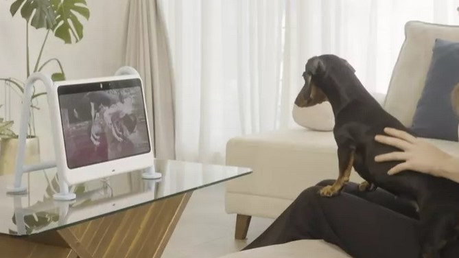 Представиха нов телевизизор, направен специално за кучета