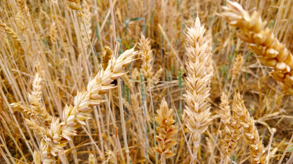 Украйна планира да създаде зърнен хъб в Кения
