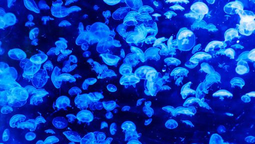 Липсата на мозък не пречи на медузите да се учат