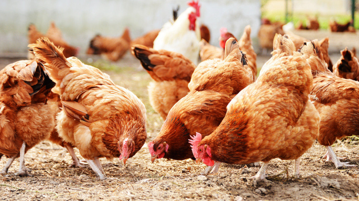 Експериментите показват че почти всички генно редактирани пилета са проявили