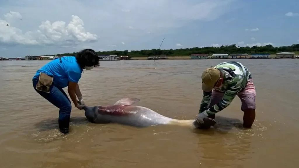 Учени и природозащитници се опитват да транспортират оцелелите делфини в