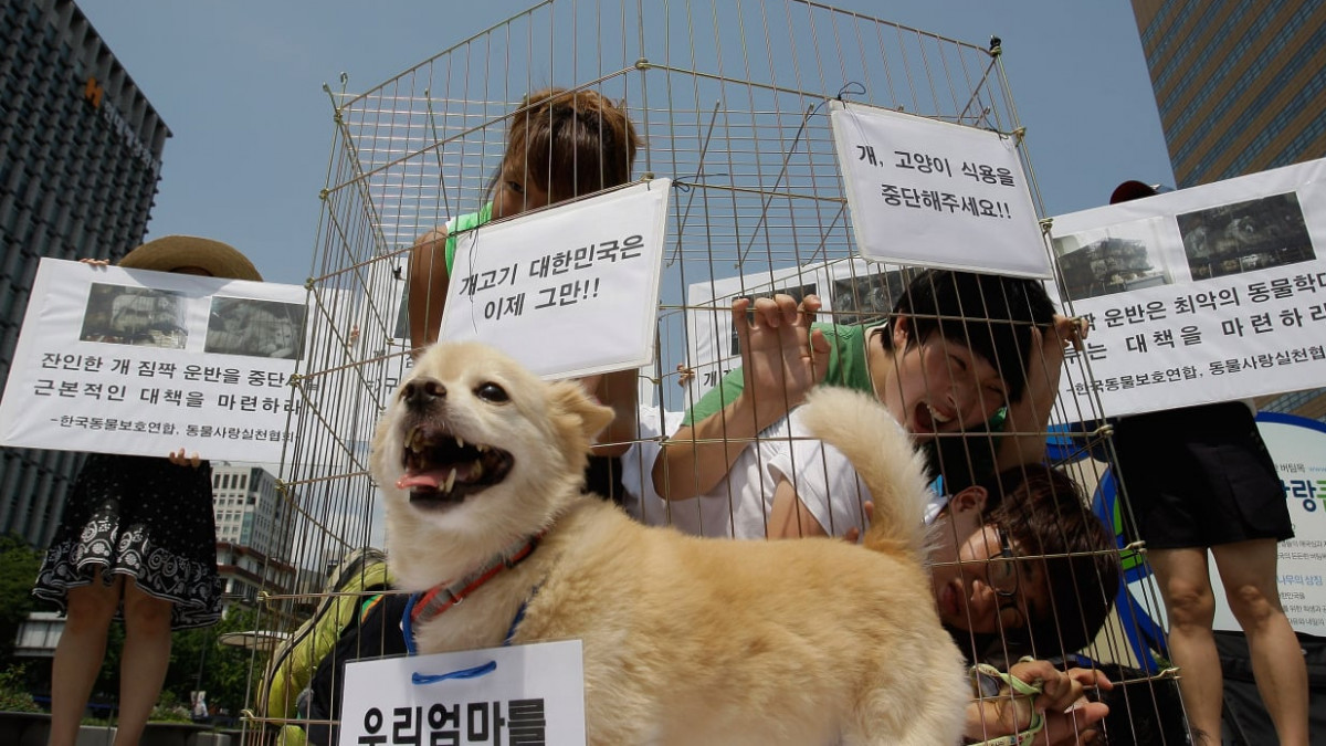 Южна Корея ще забрани със закон консумацията на кучешко месо