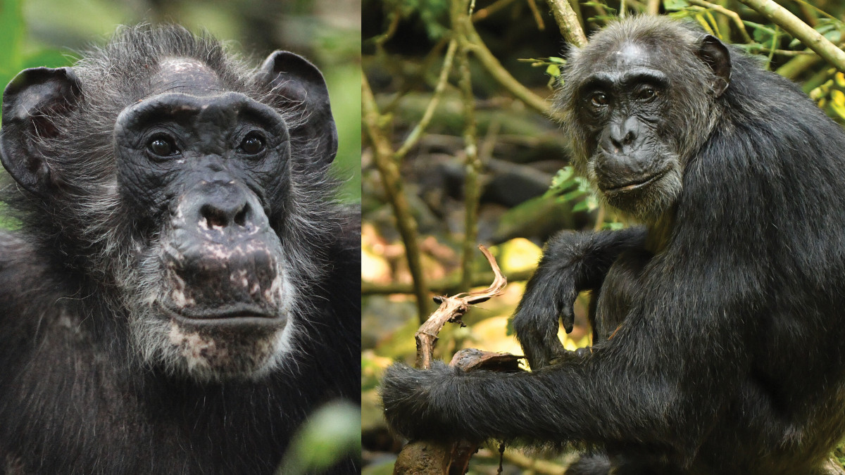 Доказателства за менопауза при шимпанзета преобръщат представите за човешката еволюция