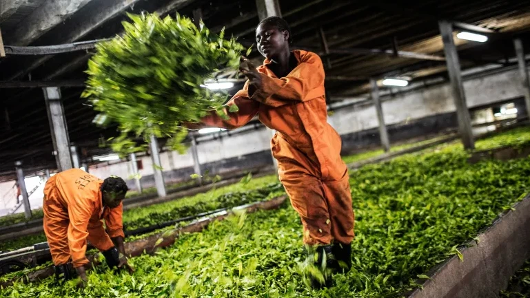 Израел приема селскостопански работници от Африка