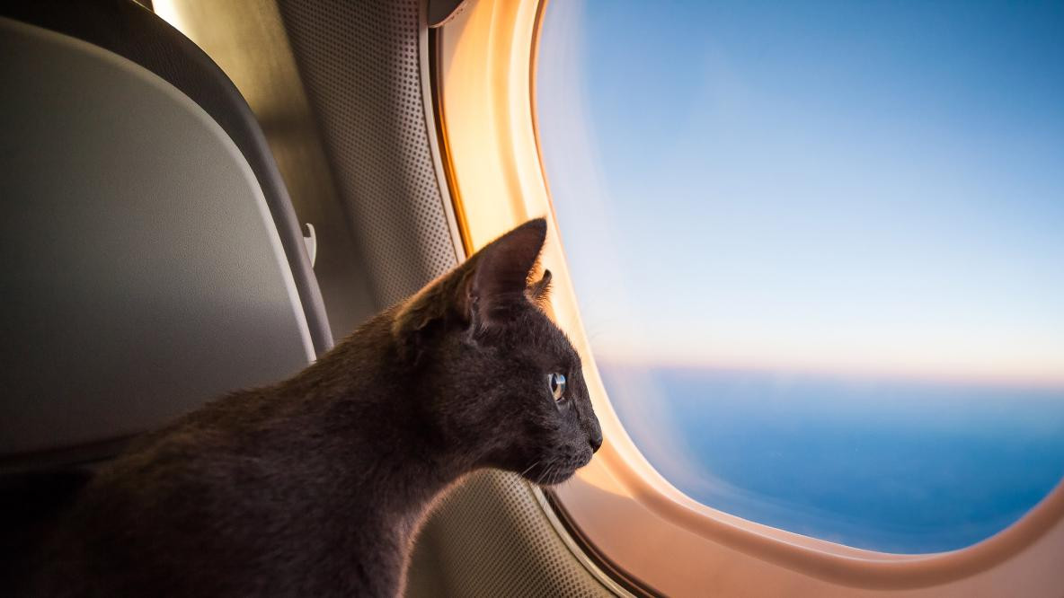 Котка прекъсна излитането на самолет в Истанбул
