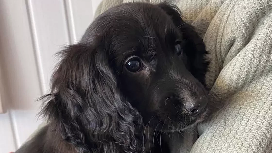 Приятели на животните от цял свят събраха  £ 15 000 за операция на куче с шест крака