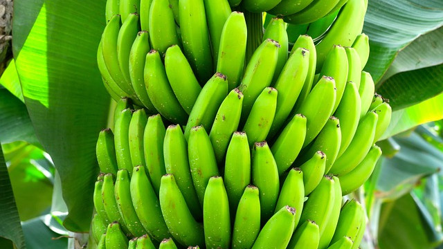 За пръв път в света е разрешена употребата на генетично-модифицирани банани