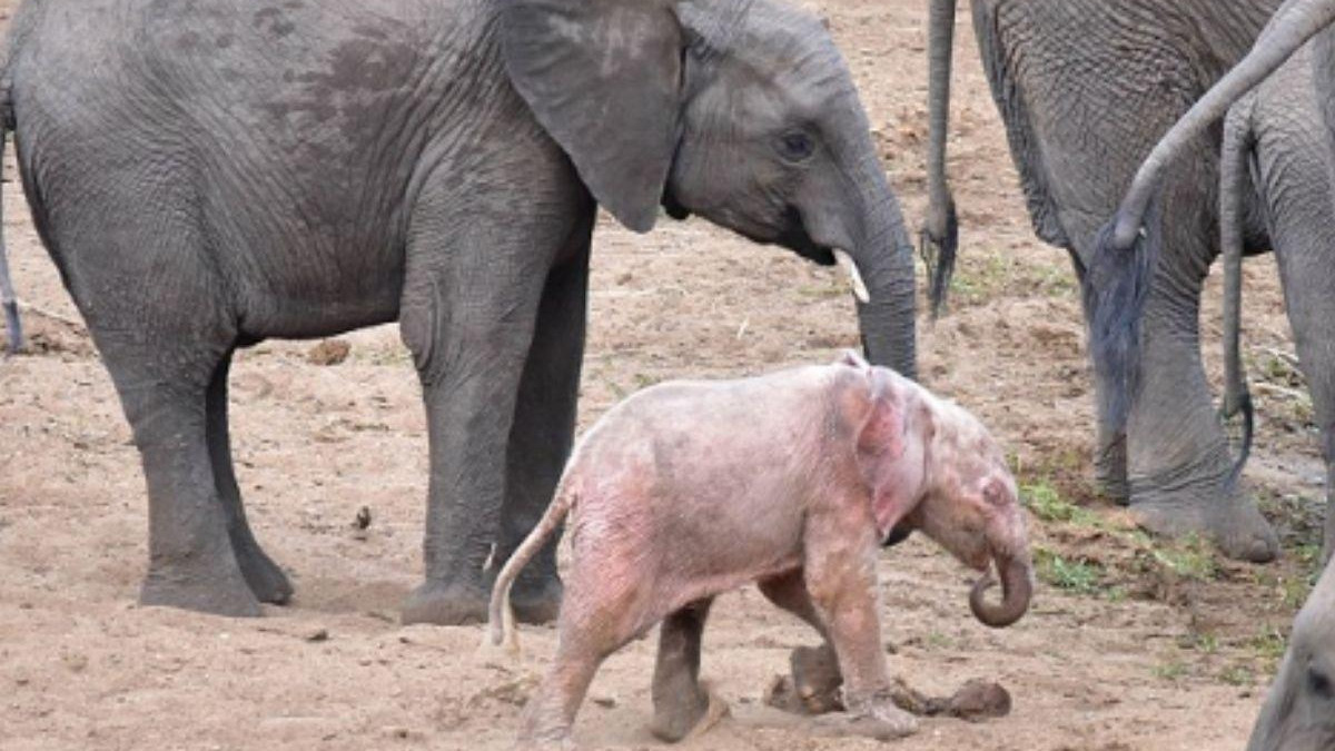 Розово слонче видяха в Южна Африка