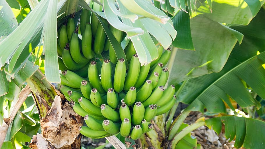 ООН предупреди за сериозна заплаха за бананите