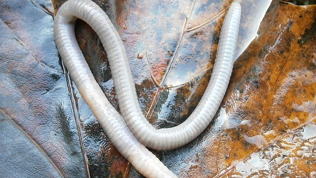 Учени откриха „суперспособности“ у чернобилските червеи