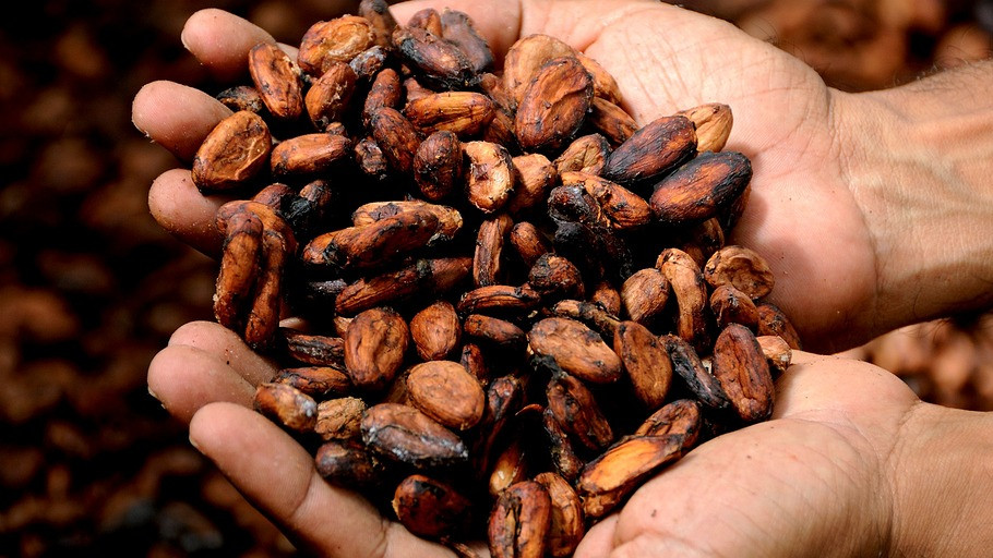 Цените на какаовите зърна в света за първи път в историята надхвърлиха $10 хил. за тон