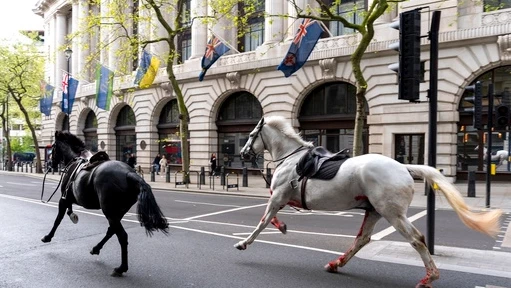 Избягали военни коне вилняха днес из Лондон