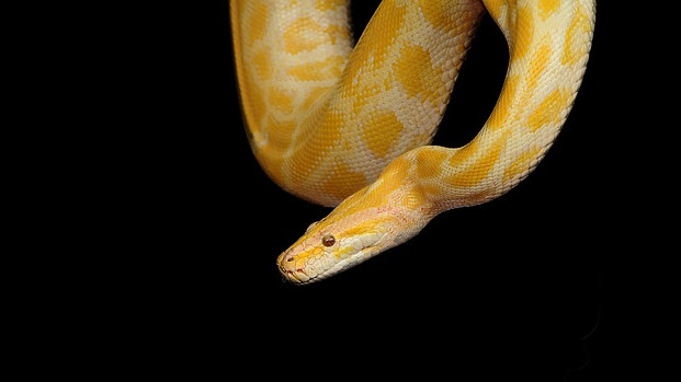 Признаци на самосъзнание са открити при змиите