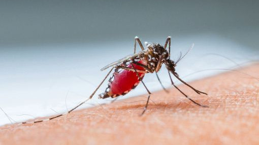 Предупреждение за пътешественици: Треска  денга се разпространява в Европа