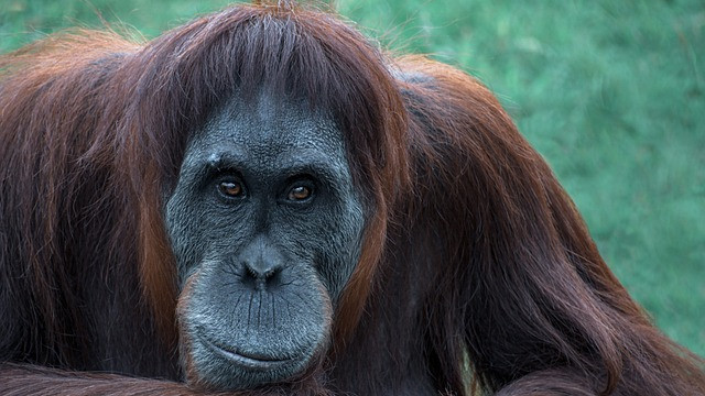 Орангутан е първото диво животно, използвало лечебно растение за лекуване на рана