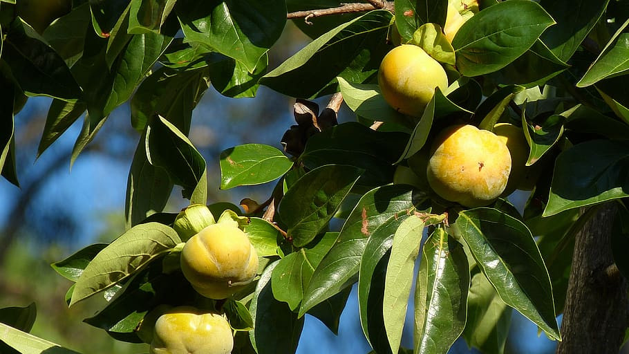 Добивът на плодове в Турция е намалял според резултатите за 2025 година