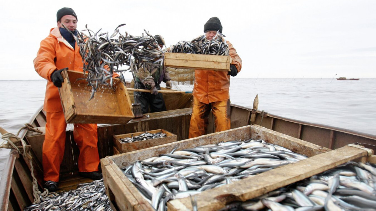 Световните цени на рибата се повишиха до най-високото си ниво от декември 2023 година