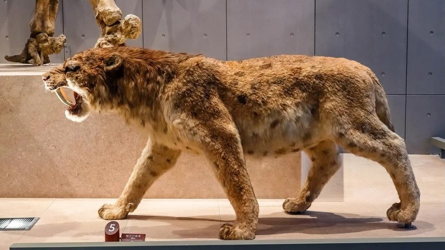 Причини за изчезването на саблезъбите котки и гигантските ленивци в Южна Америка