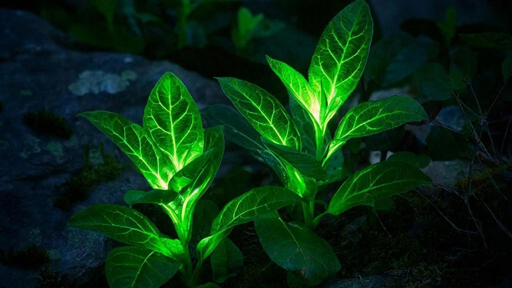 В Китай създадоха светещи растения за улично осветление