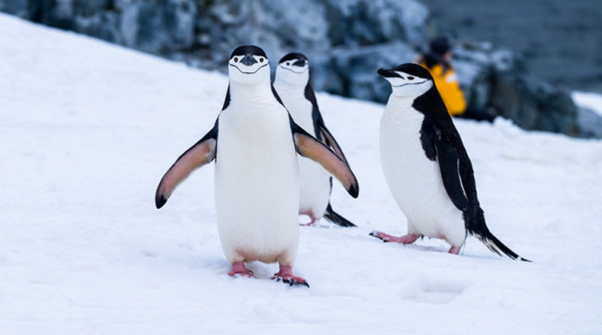 Сателит откри нови колонии с пингвини на Антарктика