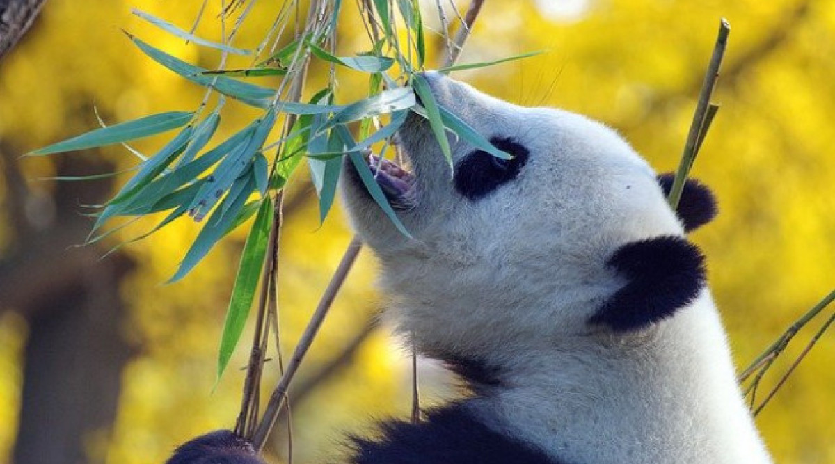 Опазването на пандата е довело до изчезването на леопардите и вълците