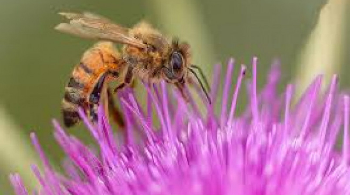 Глобалното затопляне наруши работата на пчелите