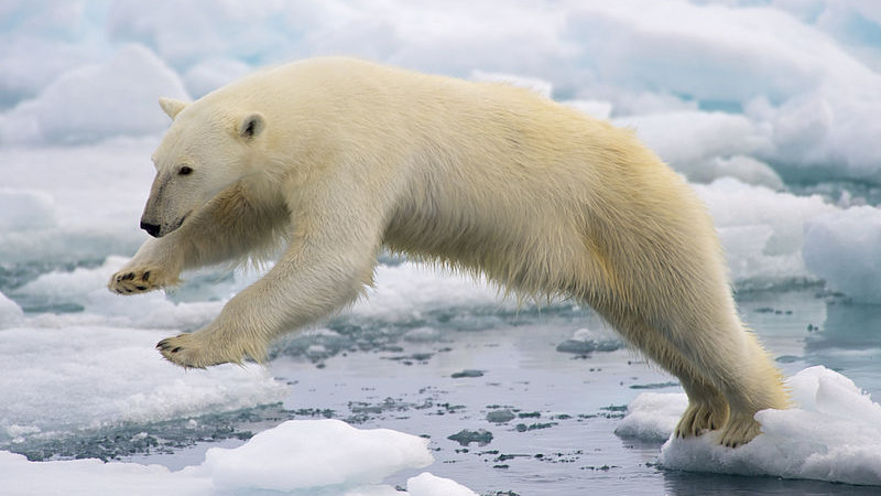 Полярните мечки мъчително търсят нови начини за оцеляване