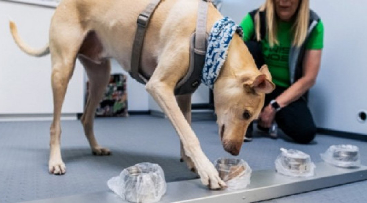 Обучени кучета на летището в Хелзинки откриват COVID-19 със 100% точност