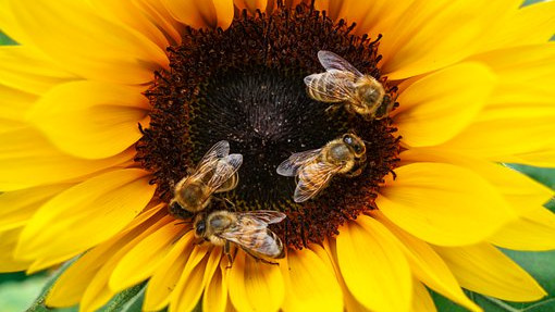 Технология с полени ще пази пчелите от инсектициди