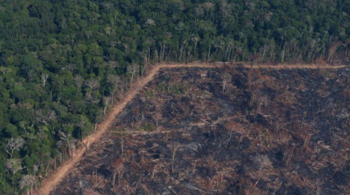Проучвания дават повод за тревога заради обезлесяването в Бразилия под управлението на Болсонаро