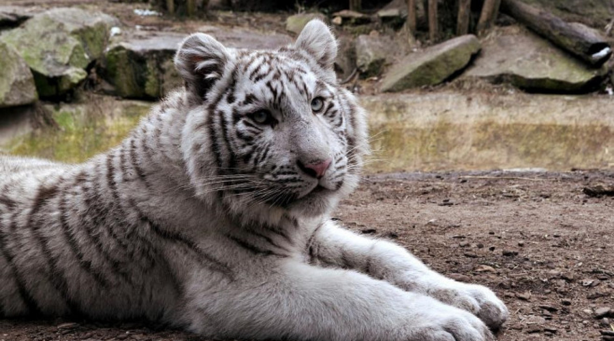 Бели тигри в зоопарка в София