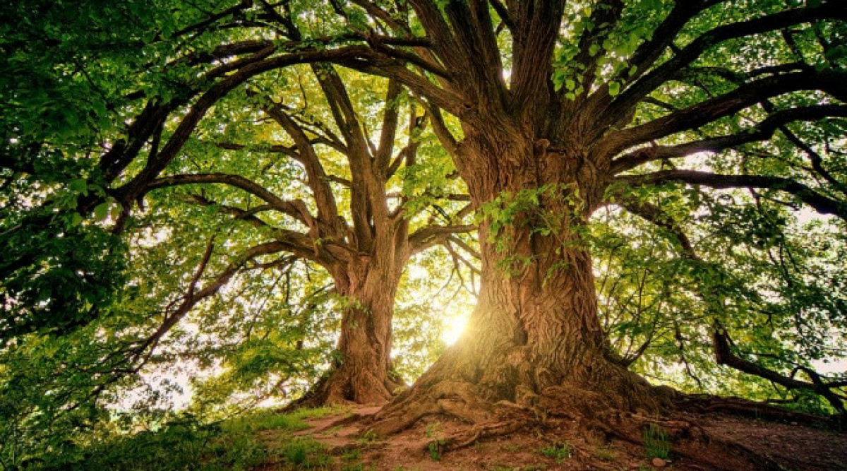 По-късият живот на бързорастящите дървета ще допринесе за климатичната криза?