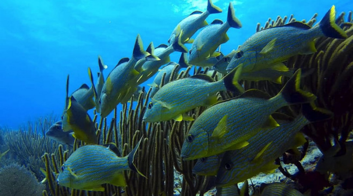 Учените изясниха кои популации риби ще се увеличат и кои ще намалеят в резултат на затоплянето на моретата