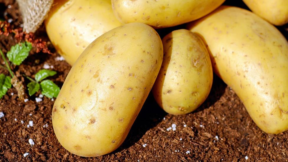 Картофопроизводители: Германски картофи се продават у нас за български