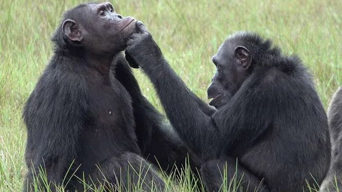 Шимпанзетата налагат върху раните си намачкани насекоми