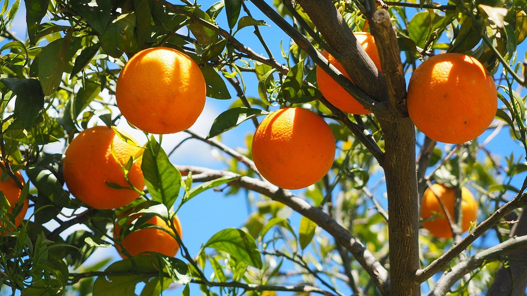 Севиля планира да превърне портокалите в електричество