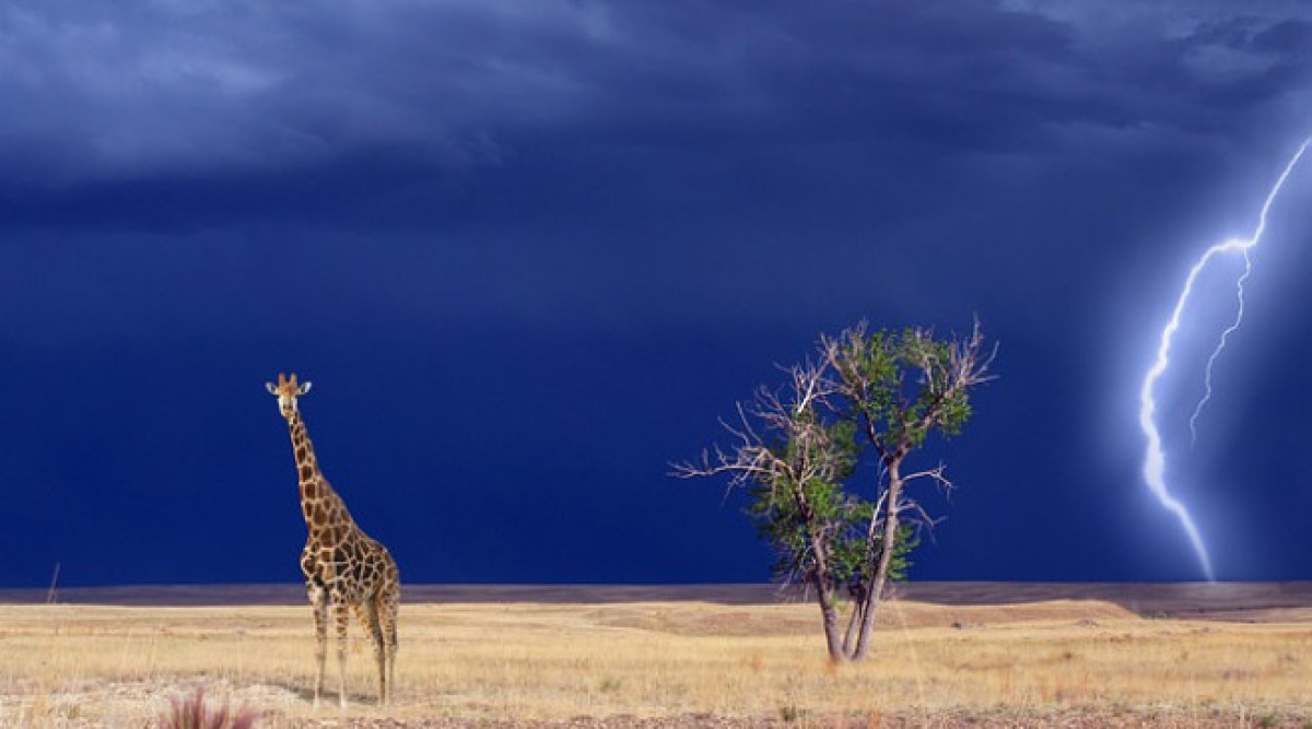Жирафите са заплашени от изчезване. Ще бъдат ли защитени преди 2025 г.?