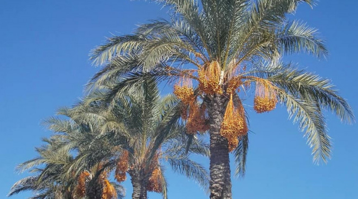 Финиковите палми - ефективно оръжие в борбата против екологичните проблеми в арабския свят