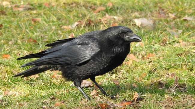 В Швеция ще обучават врани да събират фасове срещу храна